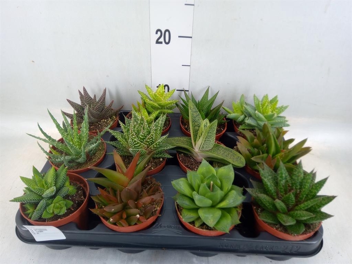 <h4>Aloe ...mix</h4>