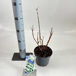 Hydrangea arb. ‘Annabelle’