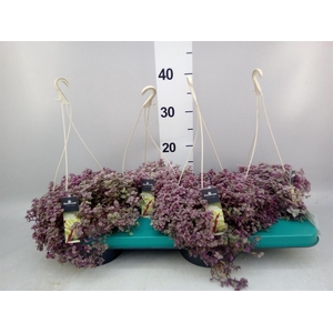 Tradescantia flum.