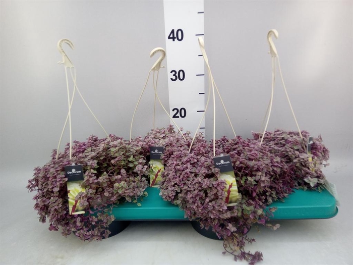 <h4>Tradescantia flum.</h4>