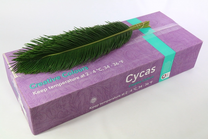 <h4>Cycas Revoluta Creative Colours</h4>