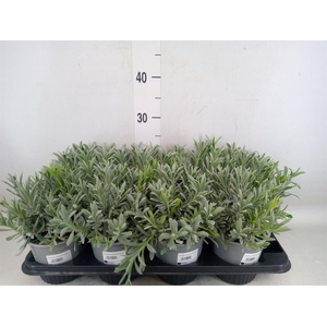 Lavandula angus.