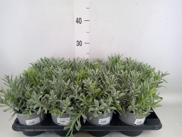 <h4>Lavandula angus.</h4>