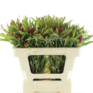 Leucad Ayo Cherry Pearl Single