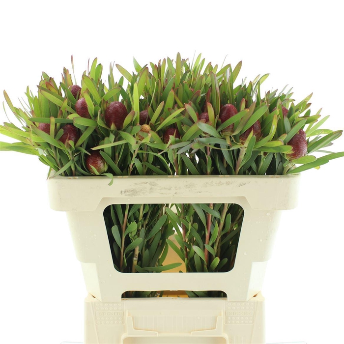 <h4>Leucad Ayo Cherry Pearl Single</h4>