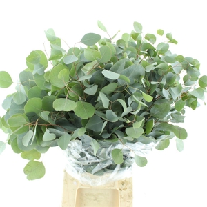 Euca Populus Long 400gr