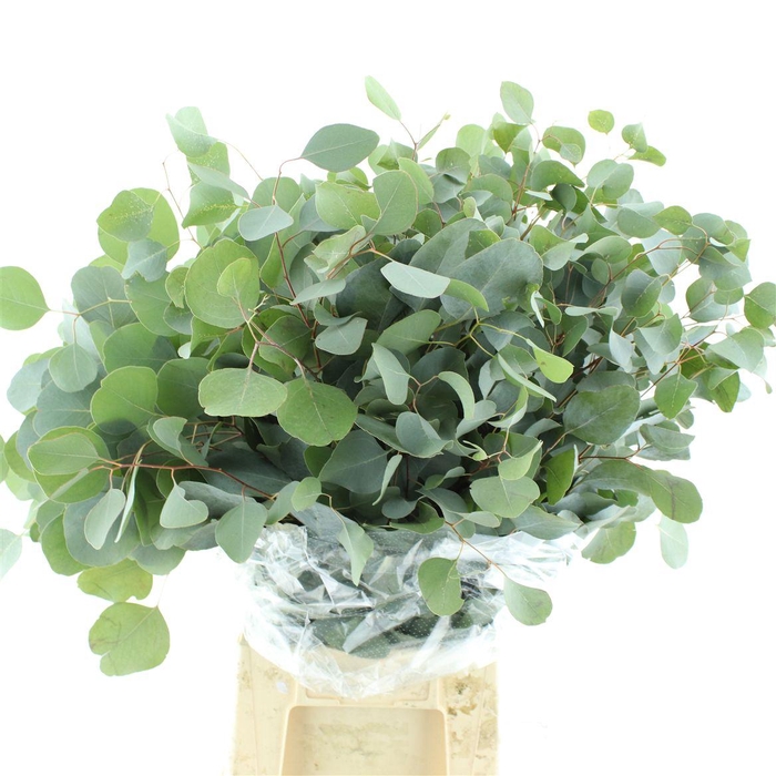 <h4>Euca Populus Long 400gr</h4>