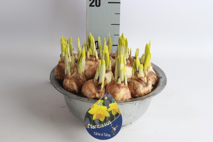 <h4>ARR NARCISSUS</h4>