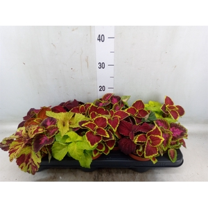 Plectranthus col. 'Wizard'   ...mix