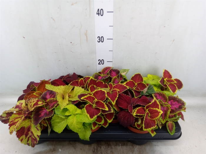 <h4>Plectranthus col. 'Wizard'   ...mix</h4>