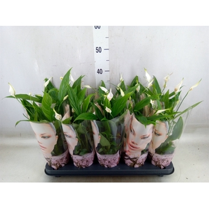 Spathiphyllum  'Korto'