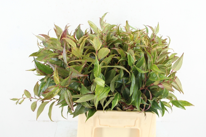 <h4>LEUCOTHOE RAINBOW  045CM</h4>