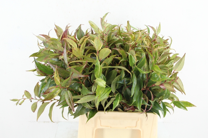 <h4>LEUCOTHOE RAINBOW  045CM</h4>
