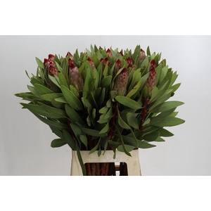 Protea Robijn