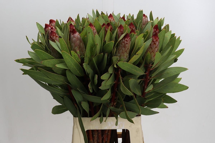 Protea Robijn