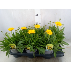 Coreopsis grand. 'Corey Yellow'