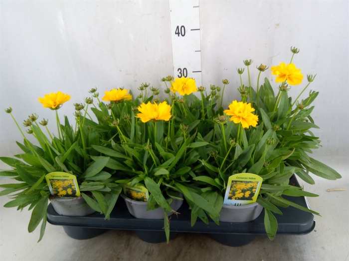 <h4>Coreopsis grand. 'Corey Yellow'</h4>