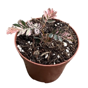 Phyllanthus Urinaria Variegata
