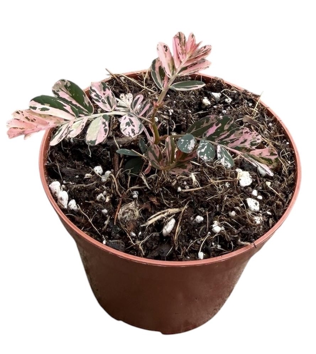 <h4>Phyllanthus Urinaria Variegata</h4>