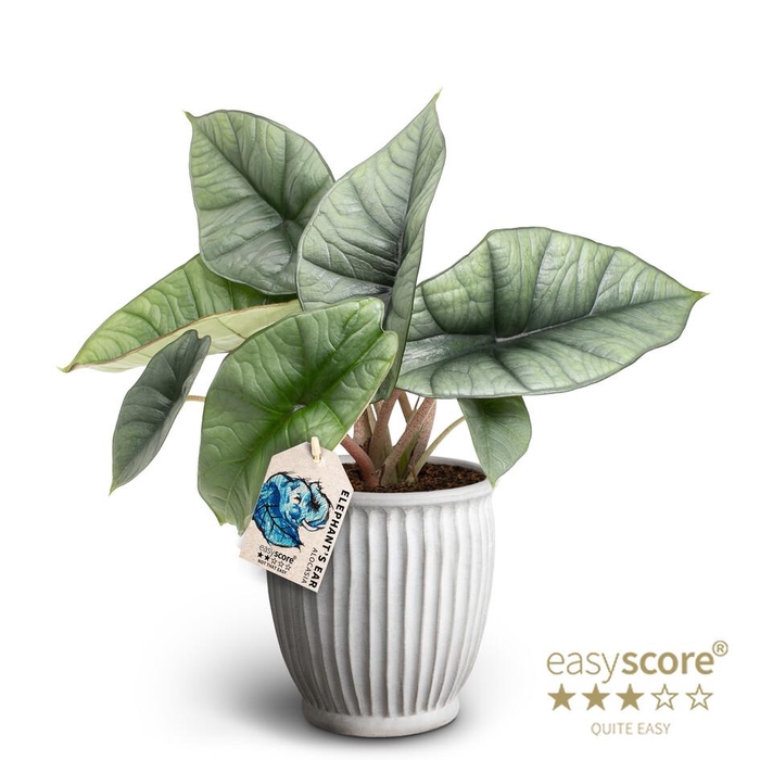 <h4>ALOCASIA BISMA P12 PLATINUM ATHENA</h4>