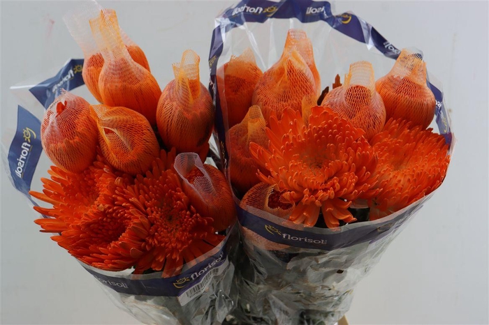 <h4>Chr G Kbh Tinted Orange</h4>