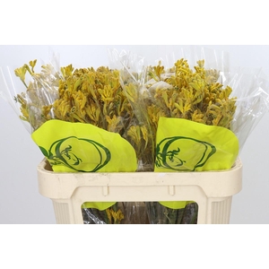 Anigozanthos Yellow Gem