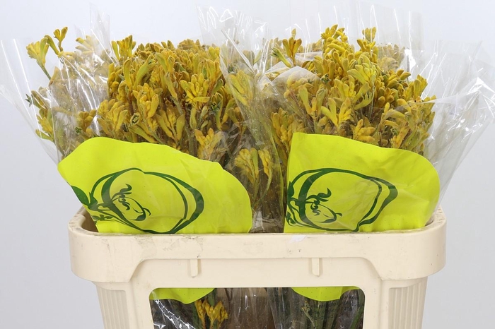 <h4>Anigozanthos Yellow Gem</h4>