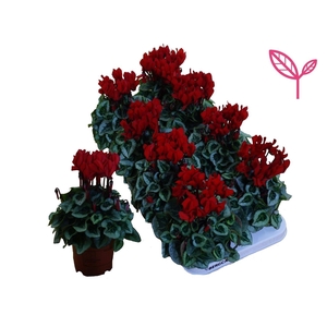 Cyclamen-DAVINCY ROOD