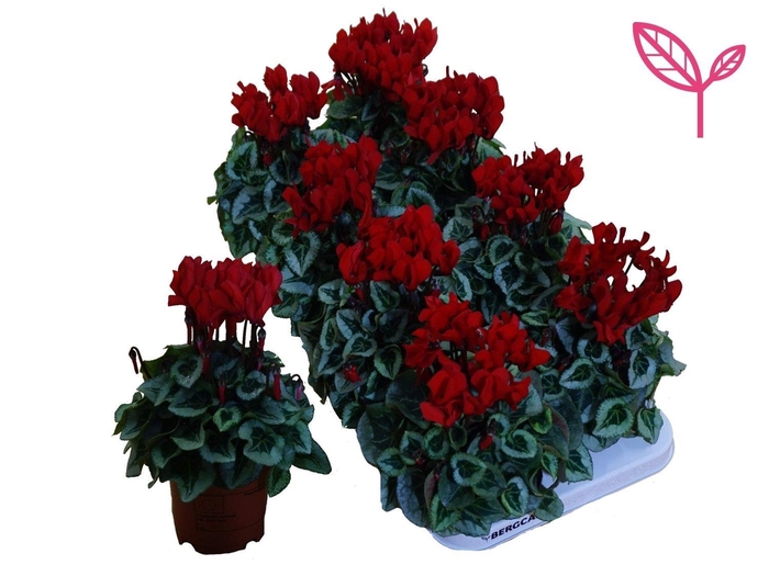<h4>Cyclamen-DAVINCY ROOD</h4>