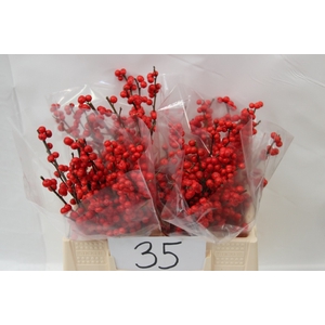Ilex verticillata red