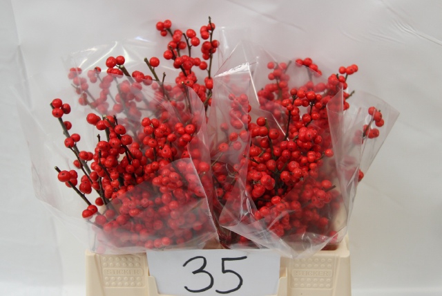 <h4>Ilex verticillata red</h4>