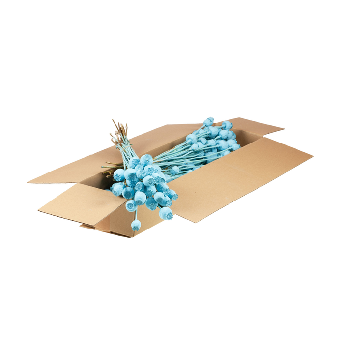 <h4>Papaver Sb Blue Misty</h4>