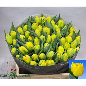 Tu Du Double Trouble