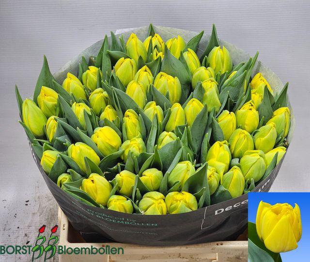 <h4>Tu Du Double Trouble</h4>