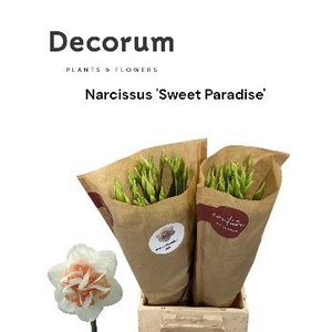 Narcissus Sweet Paradise 566