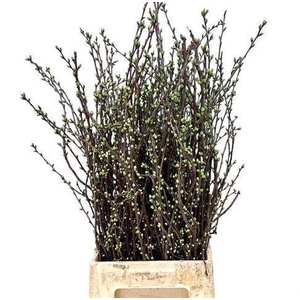 KERSENBLOESEM PER BOS*#