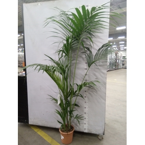 Howea forsteriana