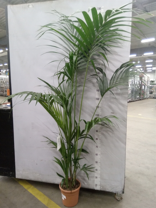 <h4>Howea forsteriana</h4>