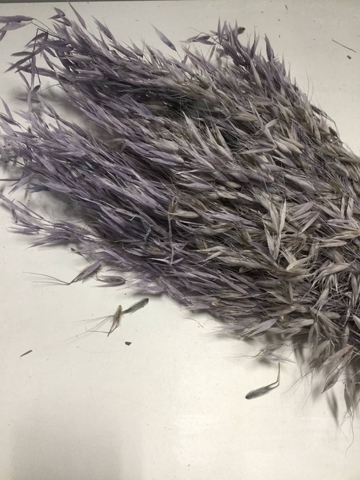 DRIED FLOWERS - AVENA WILD HAVER LAVENDEL 100GR