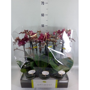 Phalaenopsis multi. 'Red Lion'