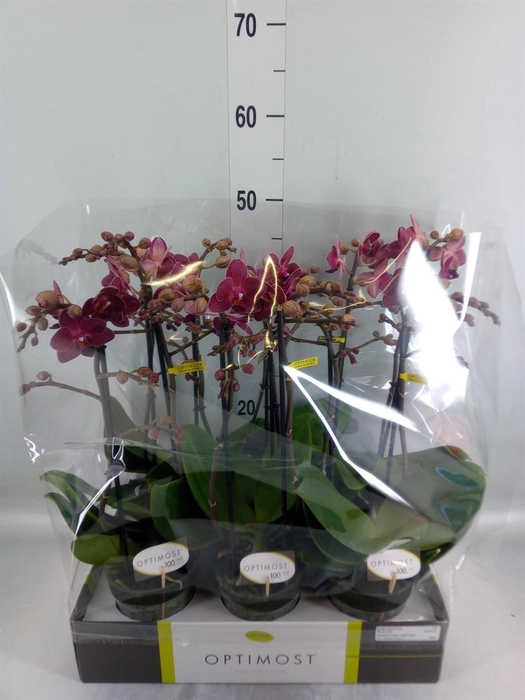 <h4>Phalaenopsis multi. 'Red Lion'</h4>