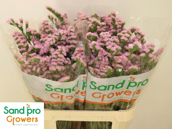 <h4>LIM S LUCIA PINK</h4>