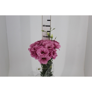 LISIANTHUS ECHO PINK 060 CM MIN 500 GRAMAS ROSA