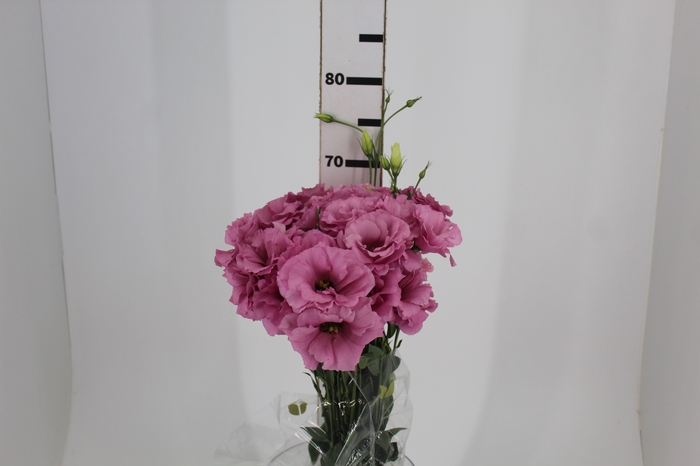 LISIANTHUS ECHO PINK 060 CM MIN 500 GRAMAS ROSA