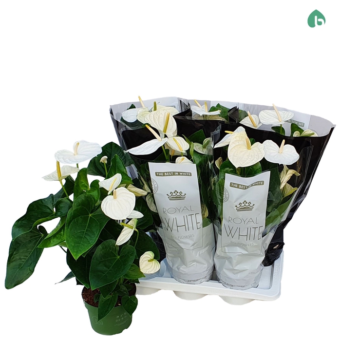 <h4>Anthurium andr. 'Alaska'</h4>