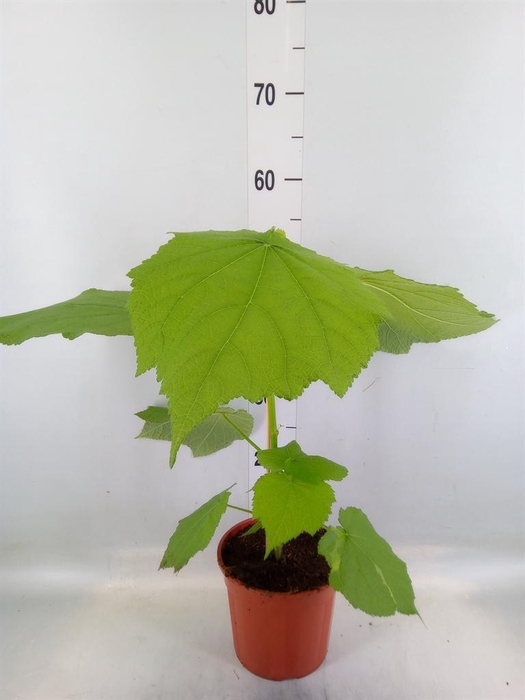 <h4>Sparrmannia africana</h4>