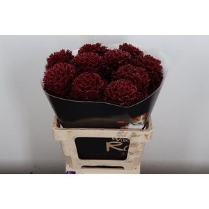 Brassica Wx (crane) Bordeaux