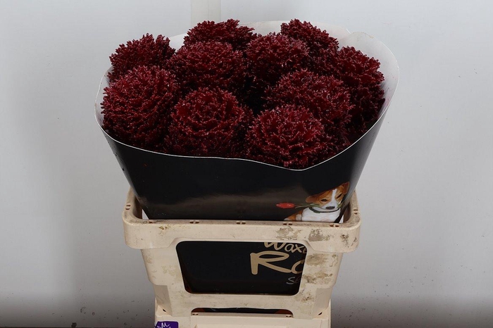 <h4>Brassica Wx (crane) Bordeaux</h4>