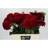 Dahlia Cognac Brandy