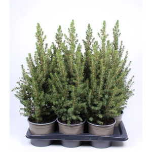 Picea Glauca Zwarte Pot